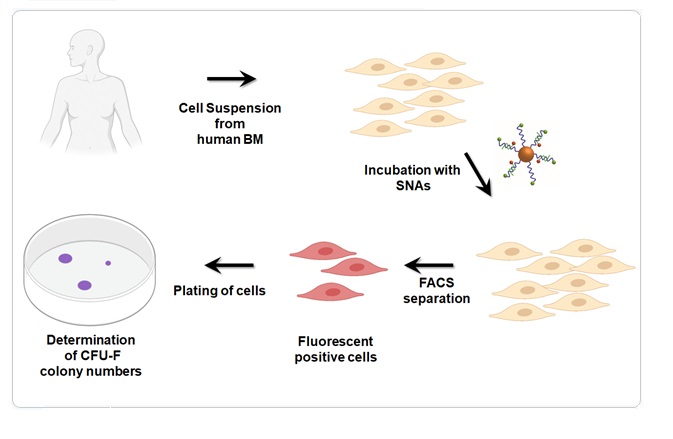 ACS Nano 2021 Stem Cells
